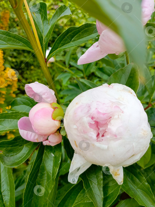 Скачать Цветок пиона крупным планом, в белом, розовом и зеленом цветах, олицетворяющий весну и элегантность в copy space фотосток Ozero
