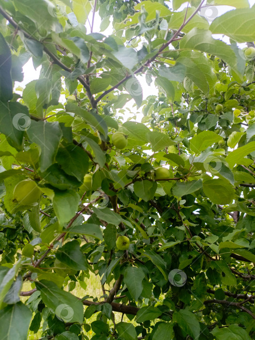 Скачать Зеленые яблоки на ветке в реалистичном стиле, в зеленых и лиственных тонах, символизирующие лето и рост фотосток Ozero