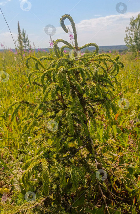 Скачать Молодое хвойное дерево в естественном стиле, в зеленых и синих тонах, олицетворяющее природу и рост с помощью copy space фотосток Ozero