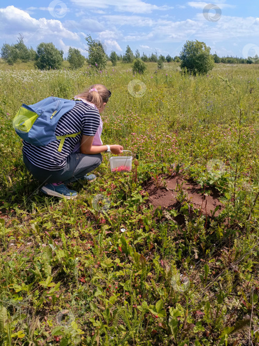Скачать Человек с сосредоточенным настроением собирает землянику на солнечном лугу, олицетворяя летнее хобби и свежий урожай фотосток Ozero