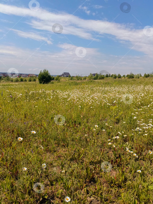 Скачать Огромный летний луг, полный цветущих маргариток, под голубым небом в сельской местности фотосток Ozero