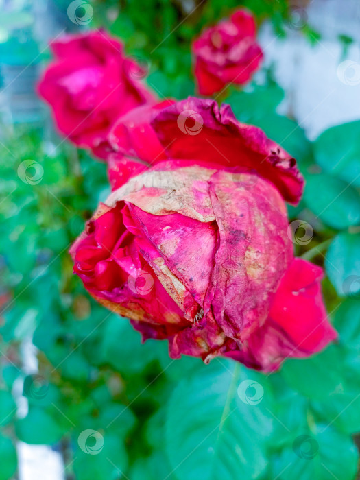 Скачать Увядающая роза крупным планом, в розовых, коричневых и зеленых тонах, символизирующая течение времени и увядающую красоту с помощью copy space фотосток Ozero