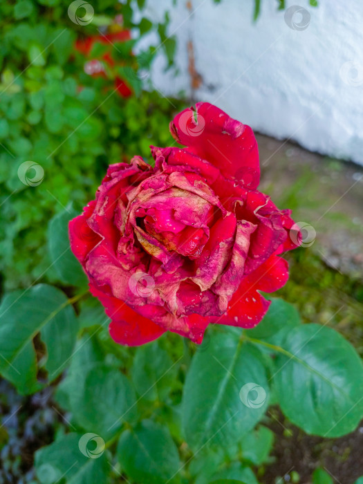 Скачать Увядающая красная роза в эффектном макро-стиле, в малиновых и зеленых тонах, символизирующая потерянную любовь или завершение жизненного цикла фотосток Ozero