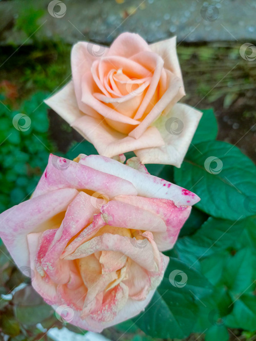 Скачать Две розы крупным планом, в персиковом, розовом и зеленом цветах, олицетворяющие любовь и нежную красоту в пространстве для копирования фотосток Ozero