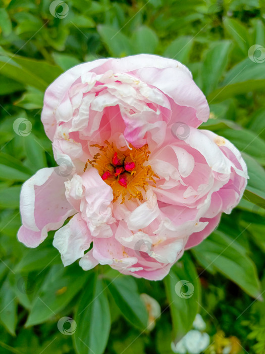 Скачать Розовый пион в макро-стиле, в розовых, белых и желтых тонах, олицетворяющий элегантность и весну в copy space фотосток Ozero