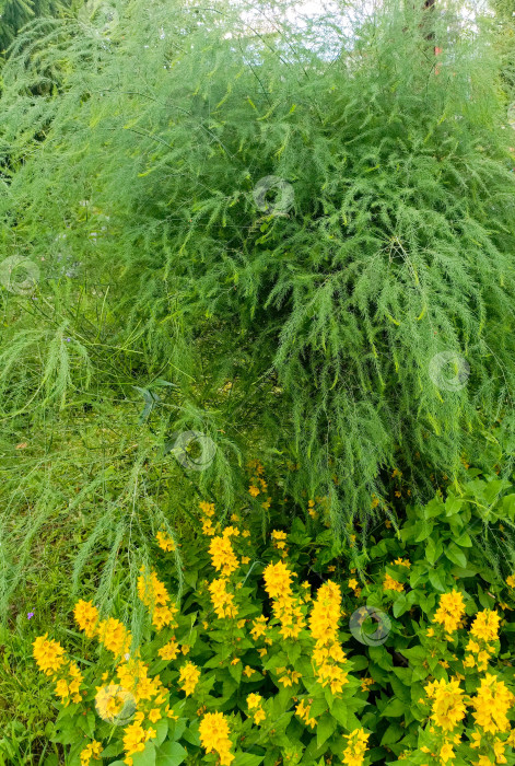 Скачать Спаржевый папоротник и желтый дербенник в естественном стиле, в зеленых и желтых тонах, символизируют пышный сад и яркую растительность фотосток Ozero