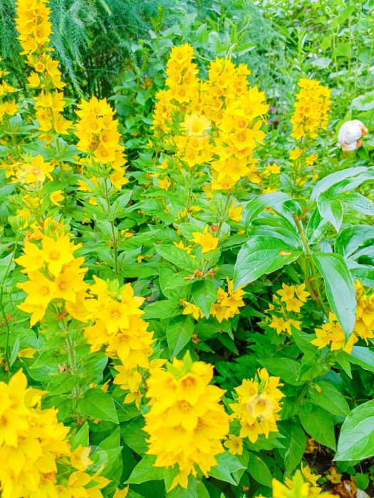 Скачать Желтые цветы крупным планом, в желтых и зеленых тонах, символизирующие счастье и летние сады фотосток Ozero