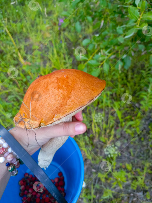 Скачать Рука с нежным настроением держит гриб над ведерком с ягодами, символизируя поиск пищи и связь с природой фотосток Ozero