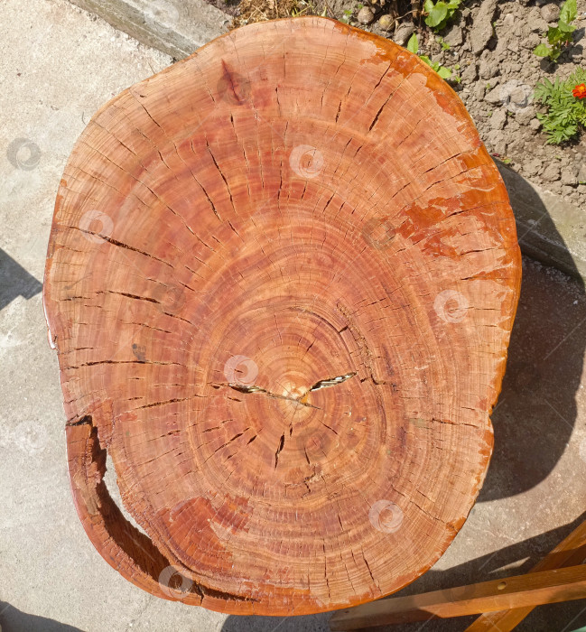 Скачать Деревенский срез дерева с годичными кольцами коричневого и бежевого цветов, символизирующий течение времени и используемый для украшения фотосток Ozero