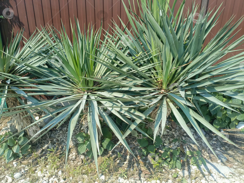 Скачать Три растения юкки в современном садовом стиле в зеленых и белых тонах, символизирующие ландшафтный дизайн пустыни и засухоустойчивое садоводство фотосток Ozero