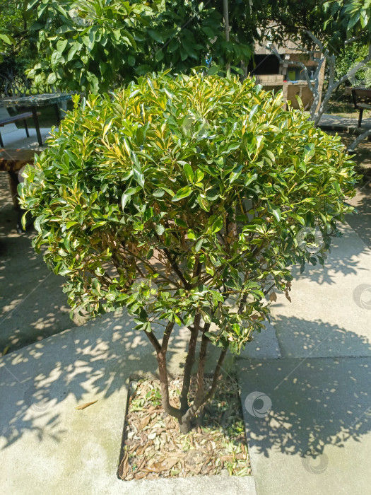 Скачать Тщательно подстриженный кустарник в минималистском стиле в зеленых и желтых тонах, представляющий садоводство и ландшафтный дизайн, на фоне сада фотосток Ozero