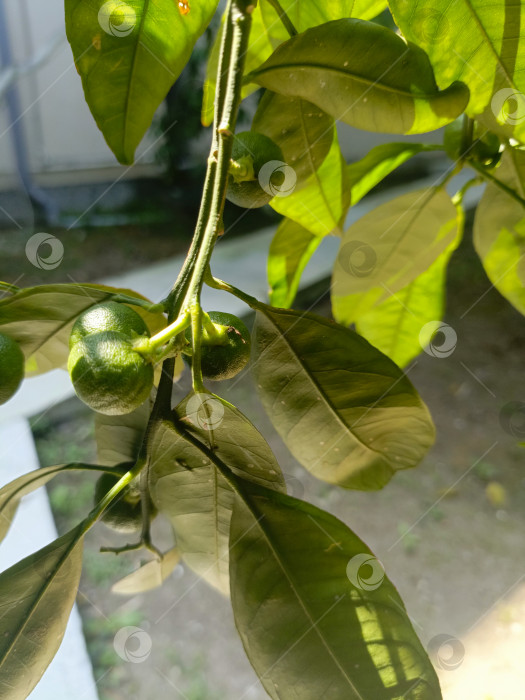 Скачать Незрелые цитрусовые плоды на ветке в естественном и свежем стиле в зеленых и желтых тонах, символизирующие рост и здоровое питание, с пространством для копирования фотосток Ozero