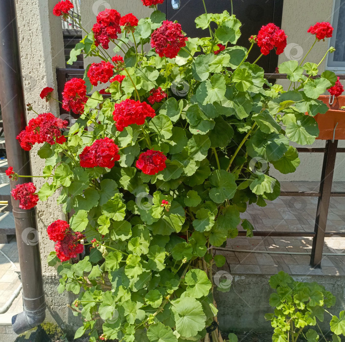 Скачать Красная герань в цвету в ярком и пышном стиле в красных и зеленых тонах, символизирующая летнее садоводство и радость на фоне экстерьера дома фотосток Ozero