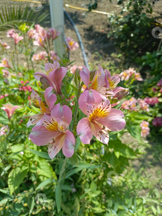 Скачать Цветущие перуанские лилии в мягком и нежном стиле в розовых, белых и желтых тонах олицетворяют красоту и романтику на фоне сада фотосток Ozero