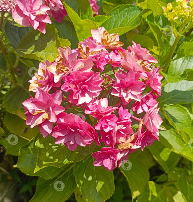Скачать Увядающие розовые цветы гортензии в естественном стиле в розовых, коричневых и зеленых тонах олицетворяют красоту старения и увядания в летнем саду фотосток Ozero