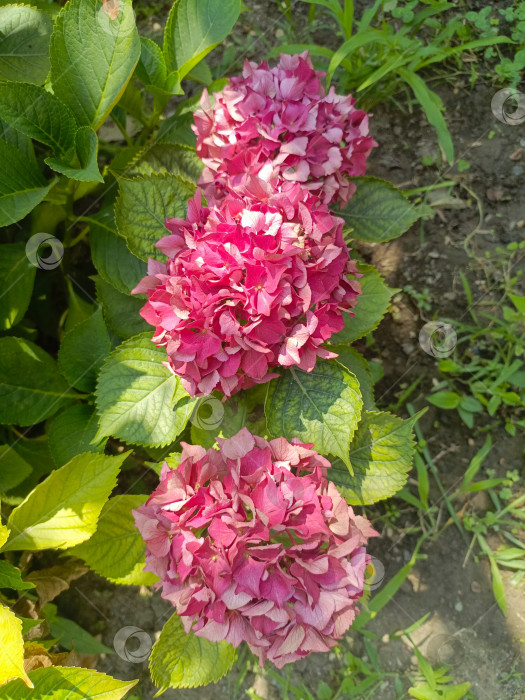 Скачать Свежая розовая гортензия цветет ярким крупным планом в розовых и зеленых тонах, олицетворяя лето и красоту цветов в саду фотосток Ozero