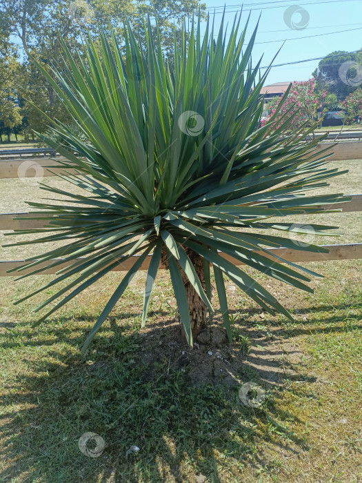 Скачать Молодое растение юкка в естественном стиле в зеленых и коричневых тонах, представляющее садоводство и пустынную флору с пространством для копирования фотосток Ozero