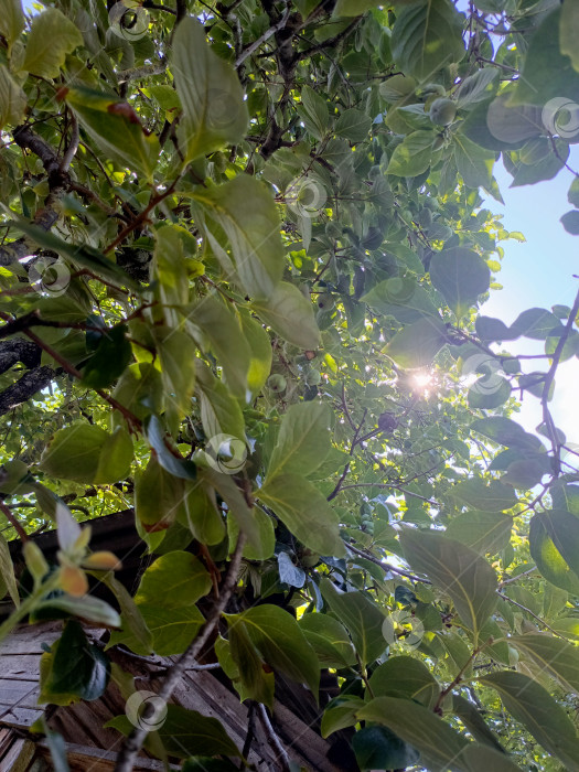 Скачать Крона дерева хурма, снятая с низкого угла обзора в естественном стиле в зеленых и желтых тонах, символизирует лето, рост и природу с пространством для копирования фотосток Ozero