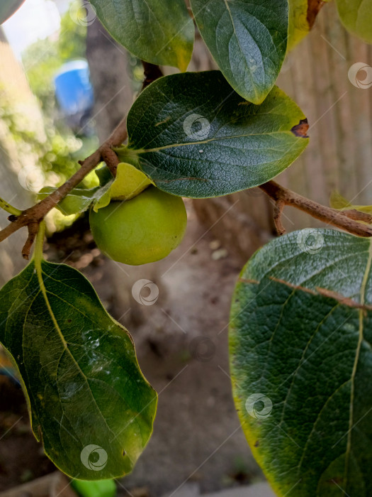 Скачать Одиночная незрелая хурма на ветке в макро-стиле в зеленых и коричневых тонах, символизирующая сельское хозяйство и здоровое питание. фотосток Ozero