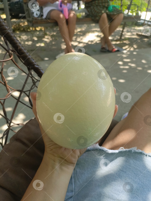 Скачать Человек с любопытным настроением держит в руках большое страусиное яйцо на размытом фоне уличного кафе фотосток Ozero