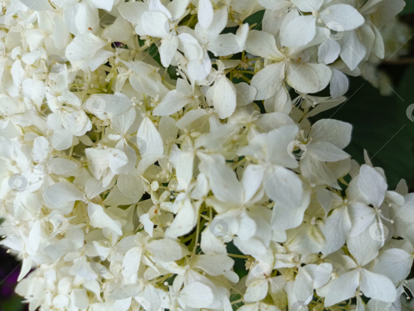 Скачать Белые цветы гортензии в мягком и нежном стиле в бело-зеленых тонах олицетворяют естественную красоту и торжество с копией пространства фотосток Ozero