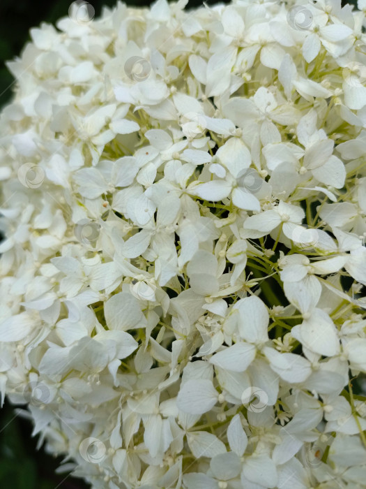 Скачать Букет из белых цветов гортензии в безмятежном и элегантном стиле в ярко-белых тонах, олицетворяющий чистоту и романтику в копировальном пространстве фотосток Ozero