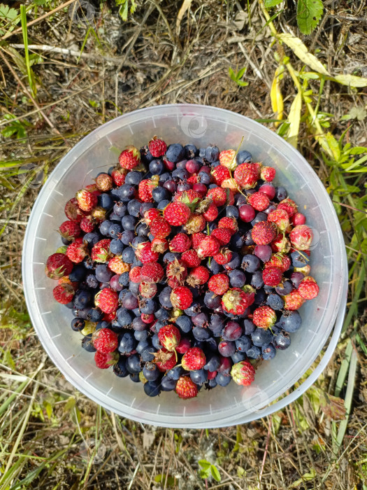 Скачать Свежесобранные лесные ягоды в деревенском и естественном стиле в красных и синих тонах символизируют здоровое питание и активный отдых фотосток Ozero