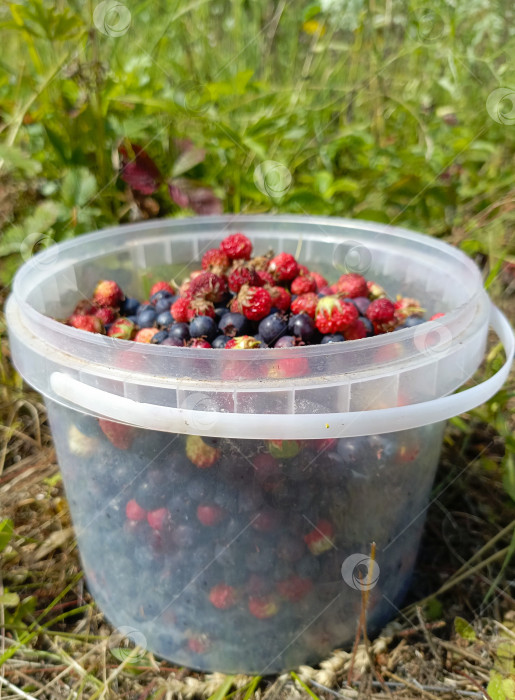 Скачать Ведерко с собранными ягодами в натуральном деревенском стиле в красных и темно-синих тонах символизирует успешный сбор урожая и отдых на природе фотосток Ozero