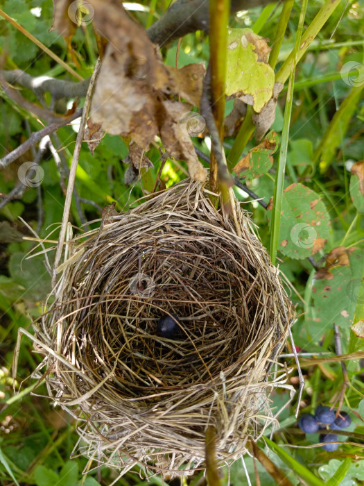 Скачать Птичье гнездо в естественном и обнадеживающем стиле в коричневых и зеленых тонах, представляющее новую жизнь и природу с помощью copy space фотосток Ozero