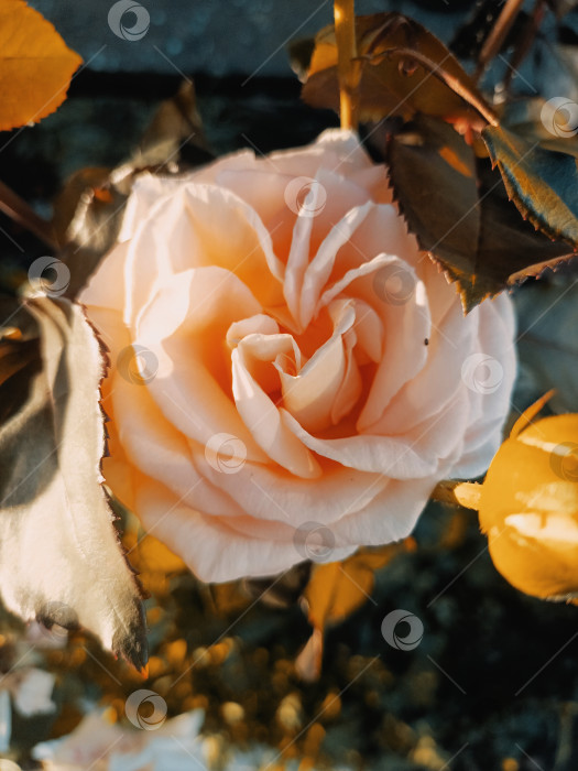 Скачать Персиковая роза крупным планом в мягких оранжевых и янтарных оттенках олицетворяет нежную красоту фотосток Ozero