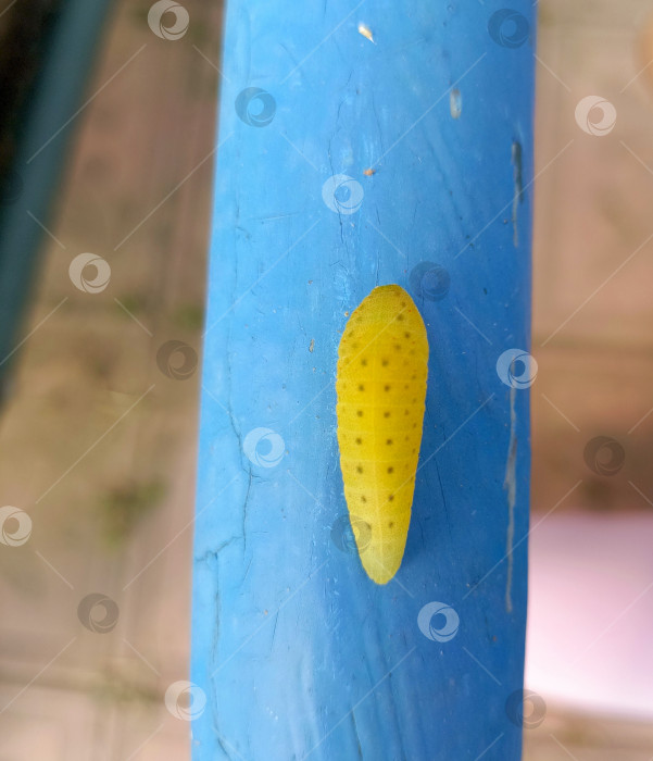 Скачать Желтая куколка бабочки в детализированном макростиле в желтых и синих тонах, символизирующая метаморфозы и жизненный цикл фотосток Ozero