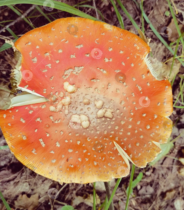 Скачать Детализированный макрос красно-оранжевой шляпки гриба с белыми пятнами, представляющими яркую грибную текстуру фотосток Ozero