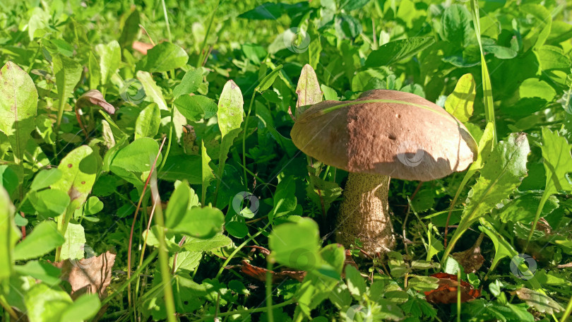 Скачать Одиночный лесной гриб в естественном стиле в коричневых и зеленых тонах, символизирующий лесную добычу фотосток Ozero