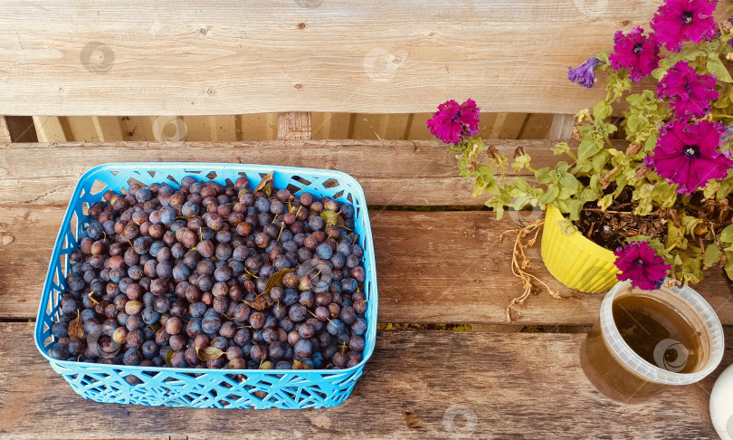 Скачать Собранный терн и петунии в деревенском натюрморте в синих, фиолетовых и желтых тонах символизируют осень и домашние консервы. фотосток Ozero
