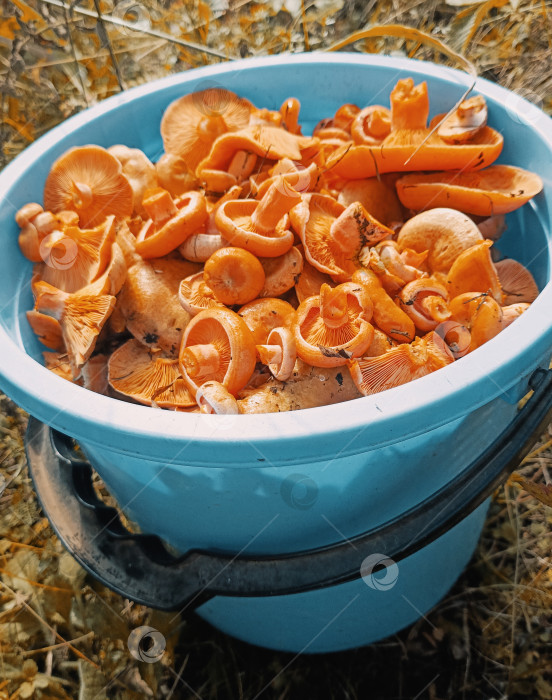 Скачать Ведерко с заготовленными оранжевыми грибами в натуральном стиле в землистых осенних тонах, символизирующих успешный урожай фотосток Ozero
