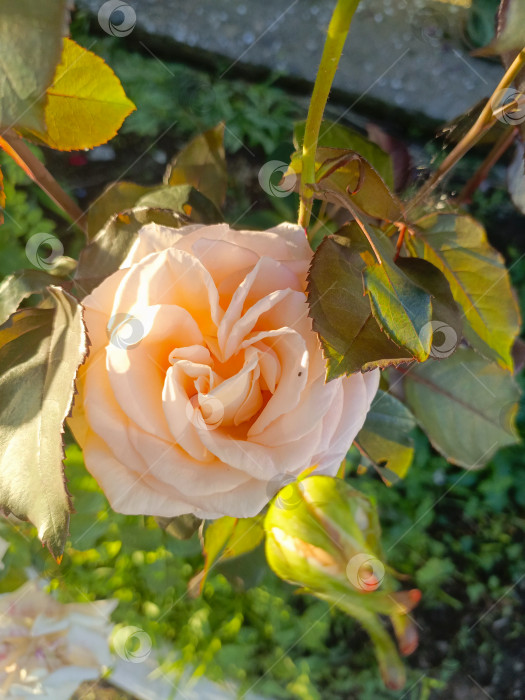 Скачать Цветущая персиковая роза в саду при мягком естественном освещении олицетворяет красоту и природу фотосток Ozero