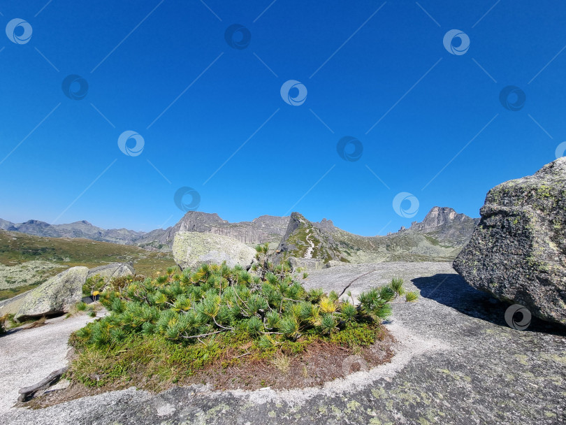 Скачать Кедр фотосток Ozero