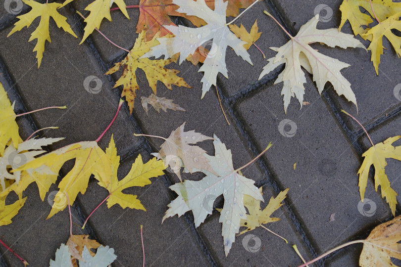 Скачать Опавшие листья с каплями дождя на мостовой. Осень. фотосток Ozero