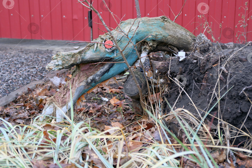 Скачать Сказочный персонаж. Голова змеи, выглядывающая из-под земли. фотосток Ozero