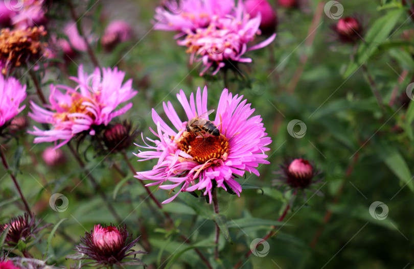 Скачать Пчела опыляет розовый цветок астры в саду в пасмурный осенний день фотосток Ozero