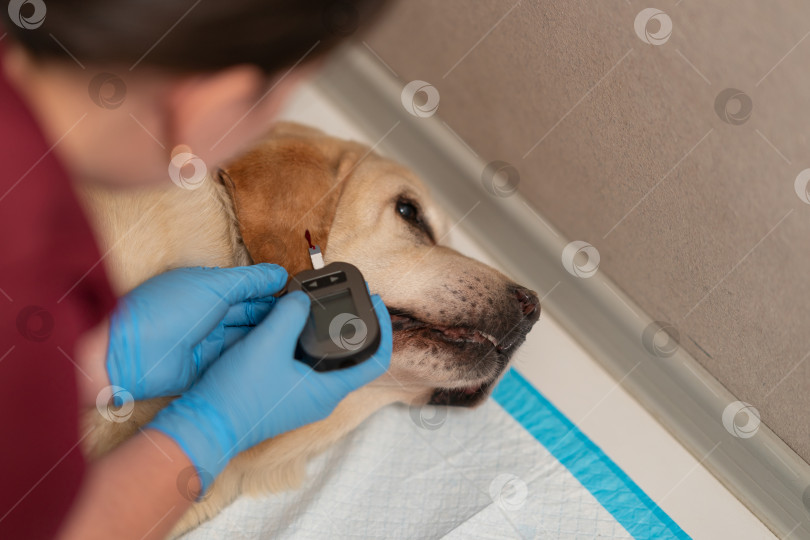 Скачать Ветеринар берет кровь из уха собаки, страдающей диабетом, чтобы измерить уровень сахара в крови с помощью глюкометра. фотосток Ozero