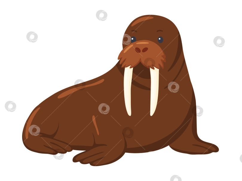 Скачать Крупный Морж - морское млекопитающее, изолированная иллюстрация фотосток Ozero