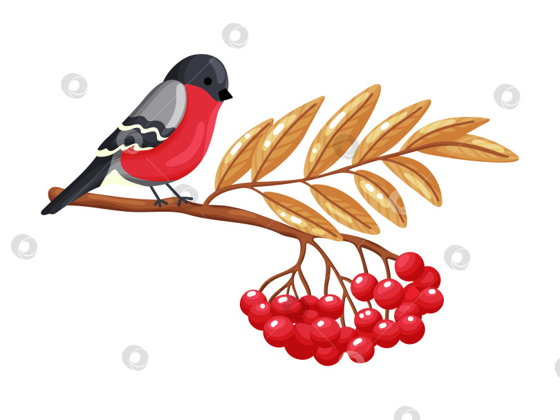 Скачать Снегирь на ветке рябины Клипарт фотосток Ozero