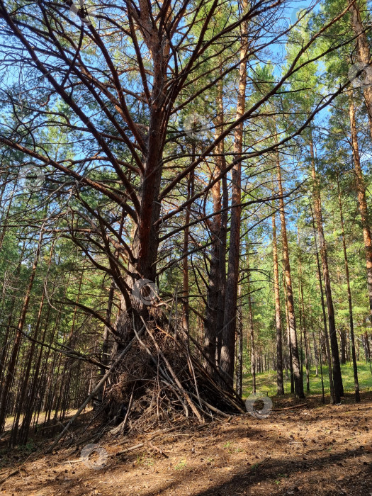 Скачать Шалаш фотосток Ozero