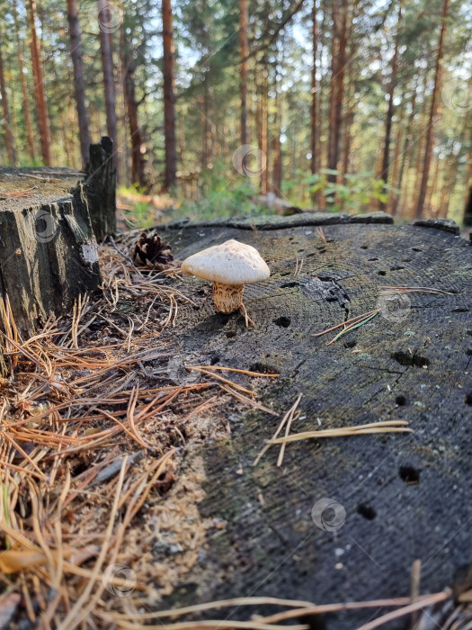 Скачать Грибок фотосток Ozero