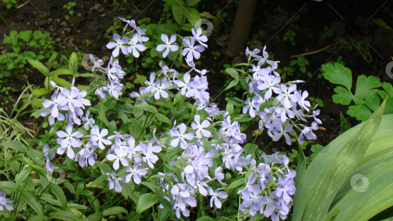 Скачать Цветы фотосток Ozero