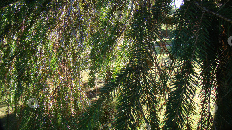 Скачать Ветка ели фотосток Ozero