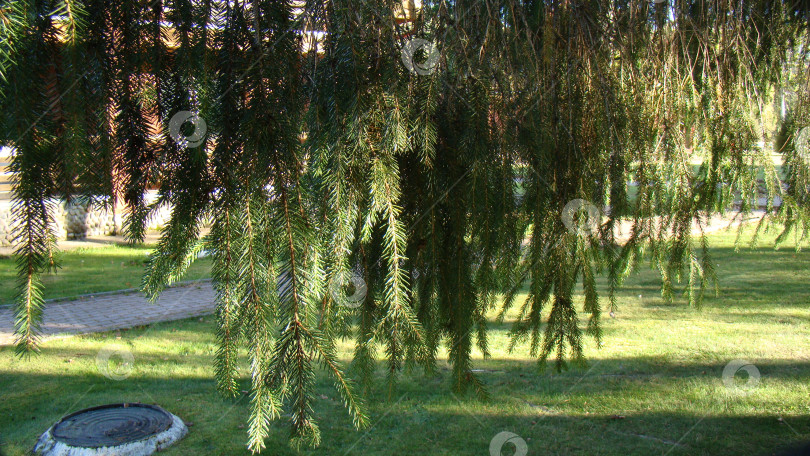 Скачать Ветка ели фотосток Ozero