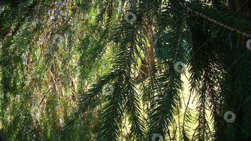 Скачать Ветка ели фотосток Ozero