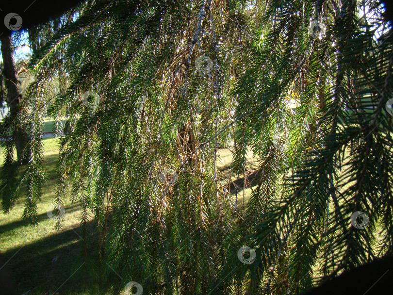 Скачать Ветка ели фотосток Ozero